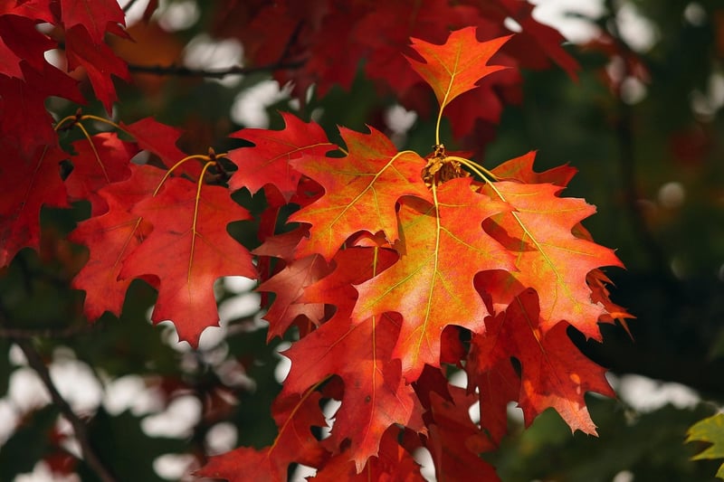 Autumn Leaves