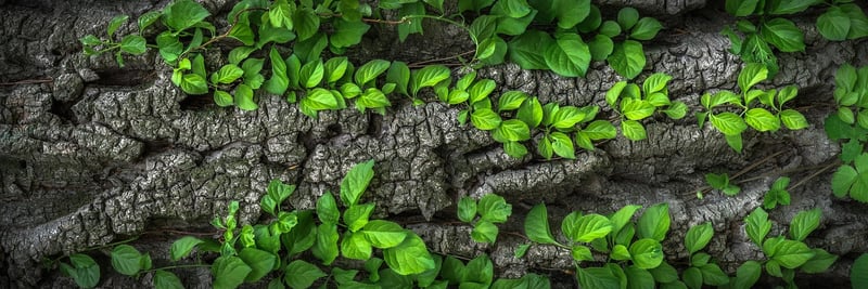Nature-inspired design