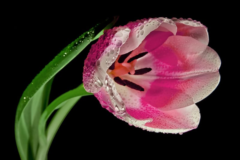 Spring Flowers